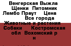 Венгерская Выжла. Щенки. Питомник Лембо Праут. › Цена ­ 35 000 - Все города Животные и растения » Собаки   . Костромская обл.,Вохомский р-н